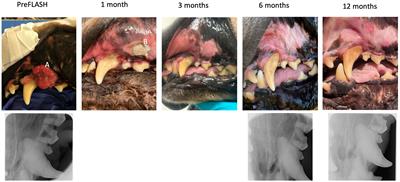 Evaluation of single-fraction high dose FLASH radiotherapy in a cohort of canine oral cancer patients